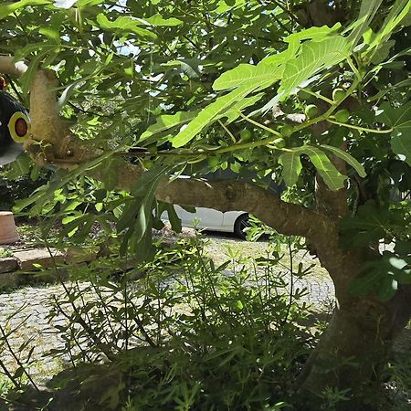 Chambre Privative Au Rez De Jardin Dans Villa La Wantzenau Dış mekan fotoğraf