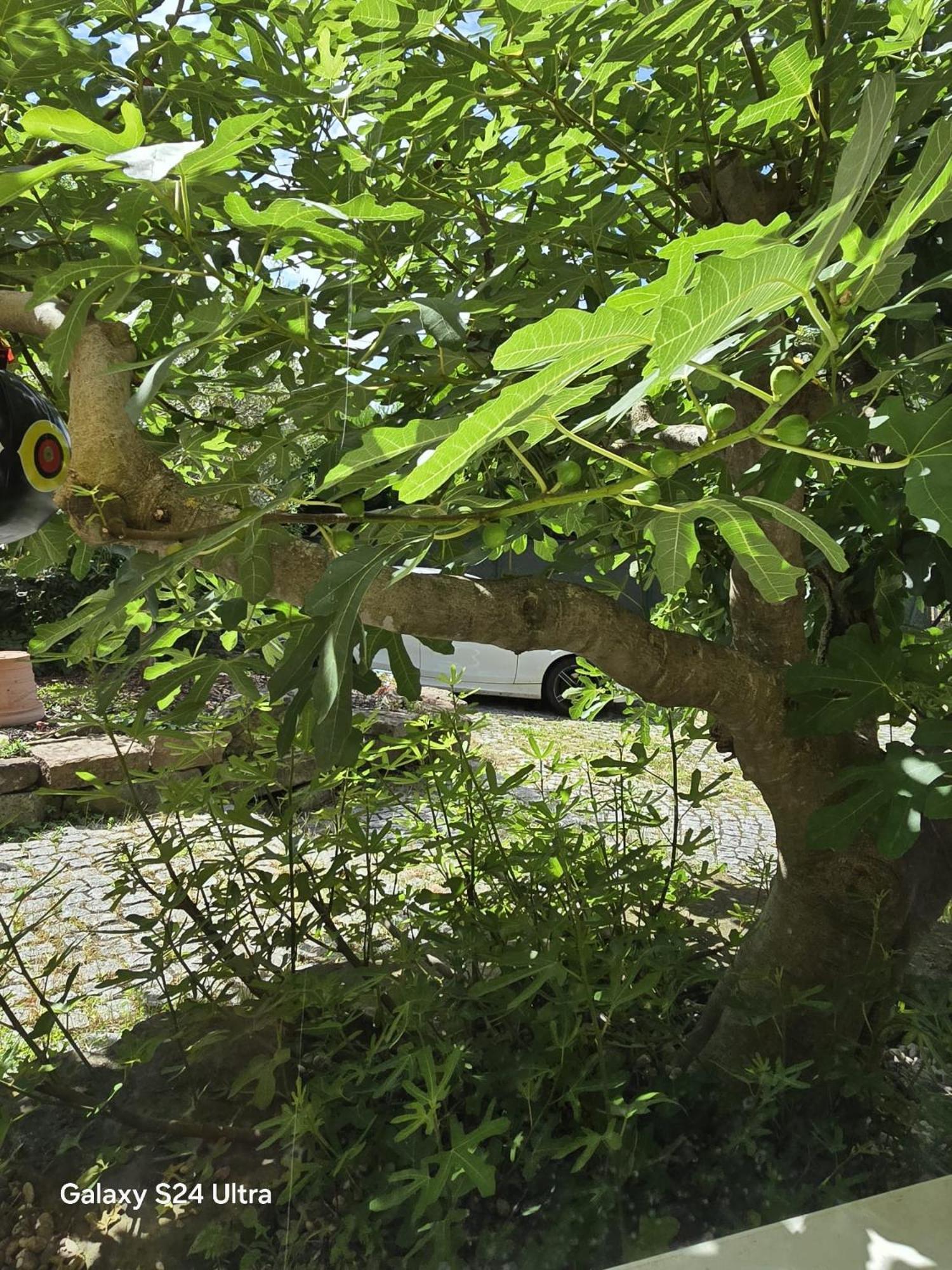 Chambre Privative Au Rez De Jardin Dans Villa La Wantzenau Dış mekan fotoğraf